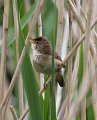 reed warbler